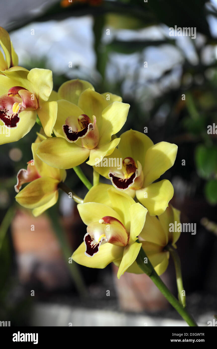 Orchidée cymbidium hybride jaune exotiques tropicaux close-up flore fleurs fleur tendre couleur couleur libre fermer Banque D'Images