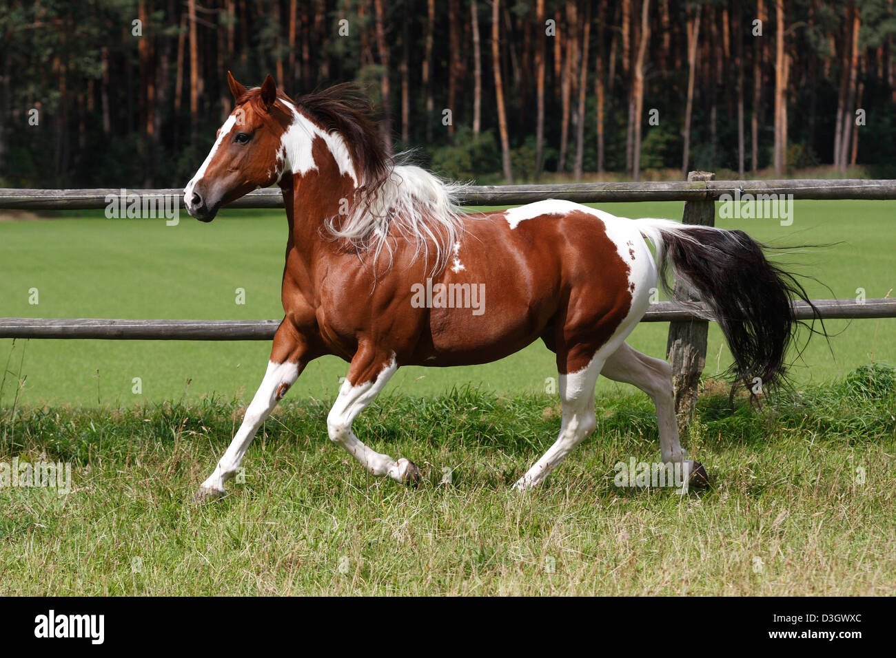 Paint horse femelle trottant sur prairie, Texas, United States Banque D'Images