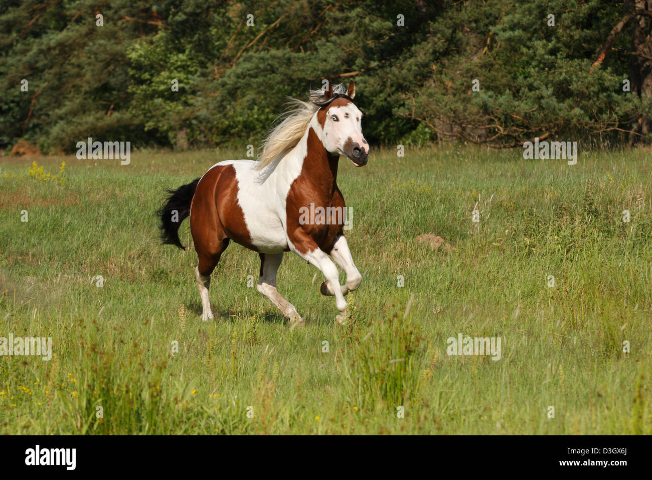 Paint horse mâle sur galopante meadow, Delaware, UNITED STATES Banque D'Images