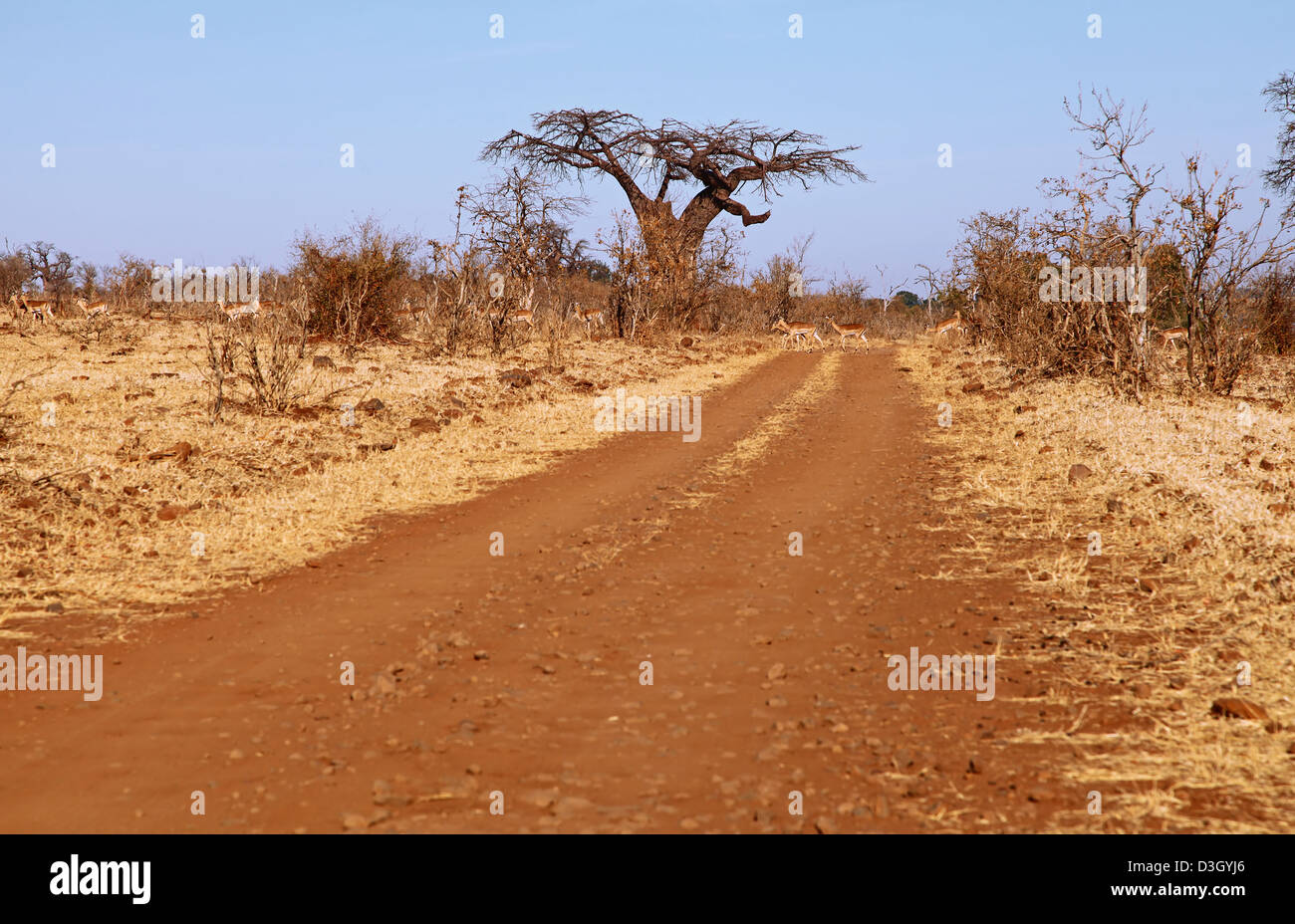 Route de terre dans le Parc National de Chobe Banque D'Images