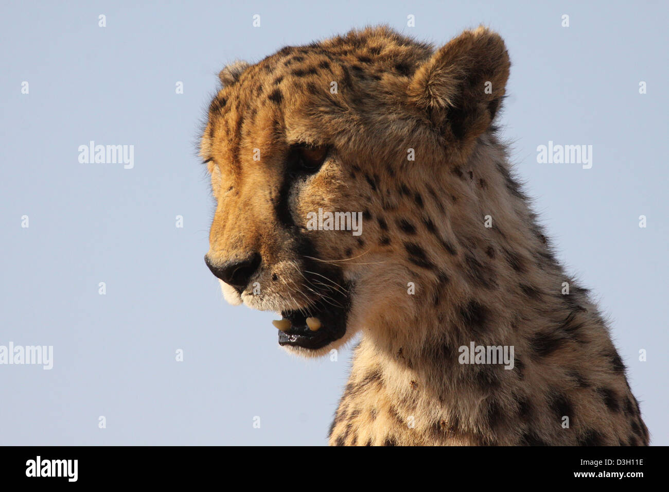 Cheetah à fondation Africat, Namibie Banque D'Images