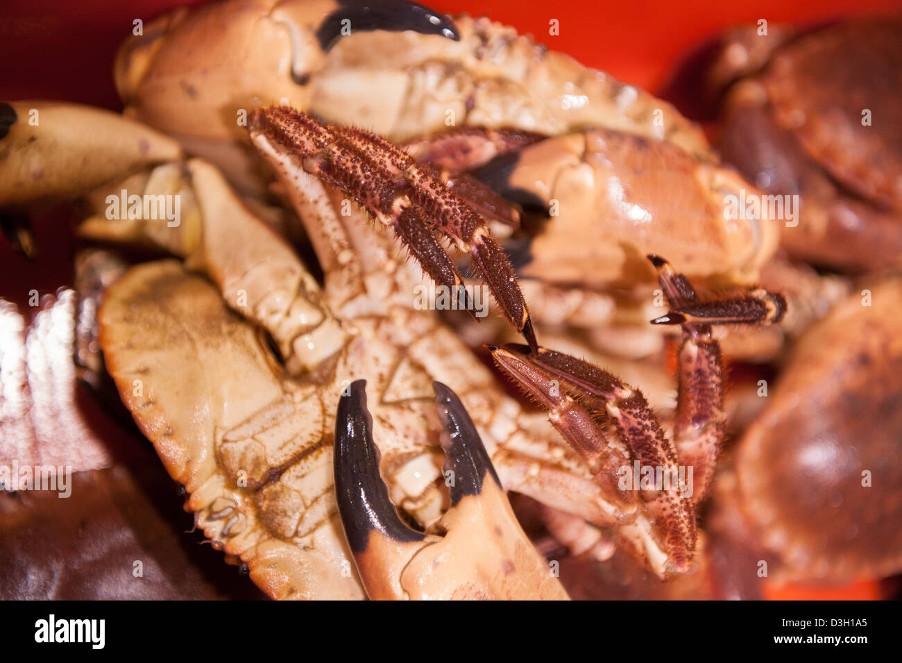 Une griffe du crabe vu en gros plan. Le crabe se trouve sur le dos dans une boîte avec d'autres. Banque D'Images