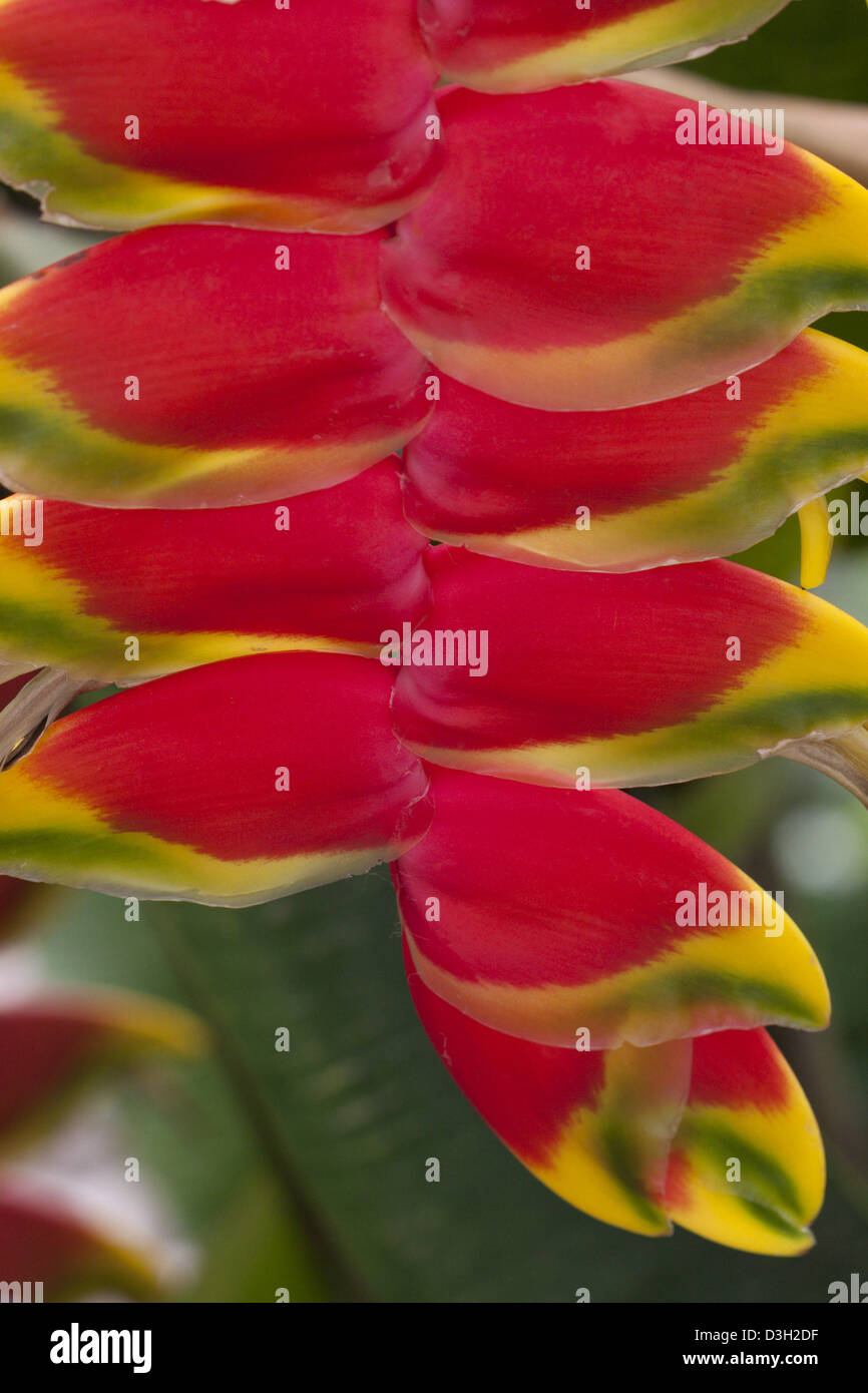 Tropical flower rouge pico de lorro Banque D'Images