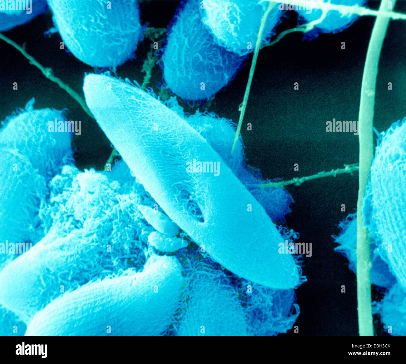 PARAMOECIUM Banque D'Images