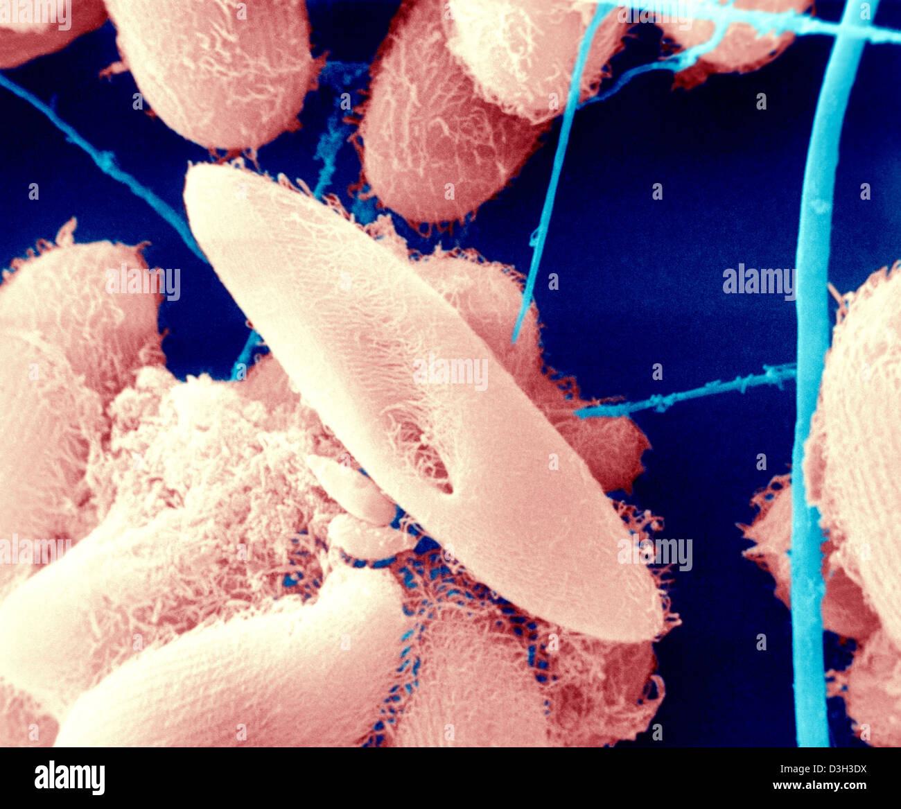 PARAMOECIUM Banque D'Images