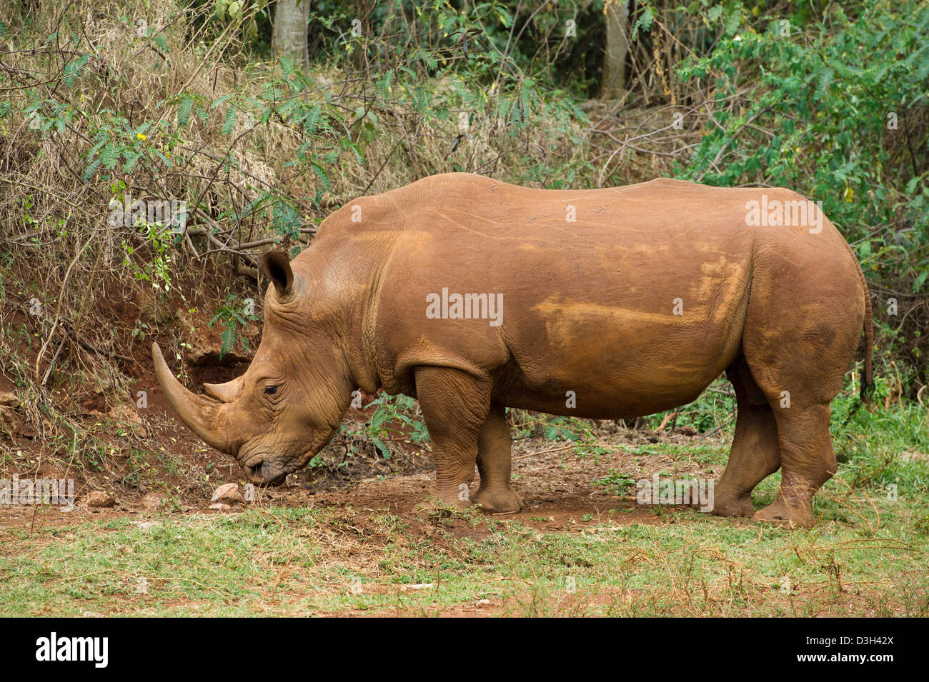Le rhinocéros blanc (Ceratotherium simum), Nairobi Safari à pied, le Parc National de Nairobi, Nairobi, Kenya Banque D'Images