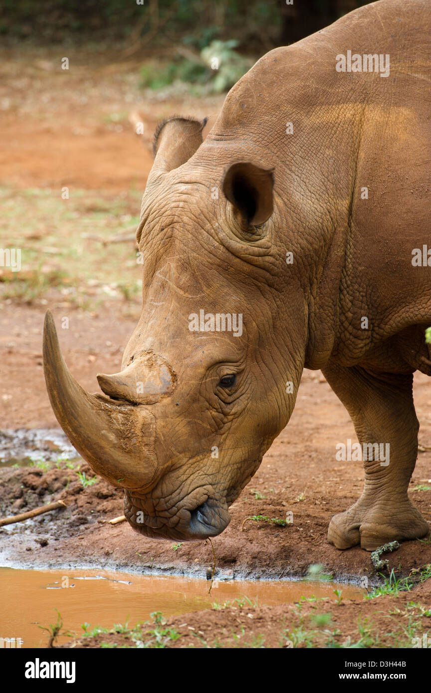 Le rhinocéros blanc (Ceratotherium simum), Nairobi Safari à pied, le Parc National de Nairobi, Nairobi, Kenya Banque D'Images