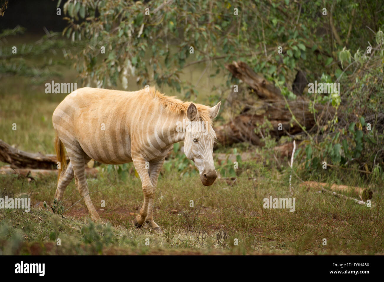 Zebra albinos, Nairobi safari à pied, le Parc National de Nairobi, Nairobi, Kenya Banque D'Images