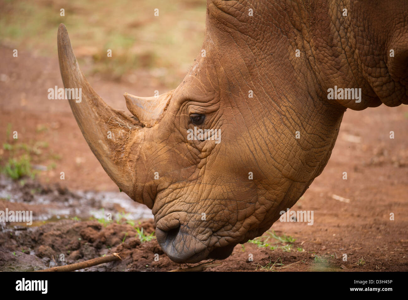 Le rhinocéros blanc (Ceratotherium simum), Nairobi Safari à pied, le Parc National de Nairobi, Nairobi, Kenya Banque D'Images