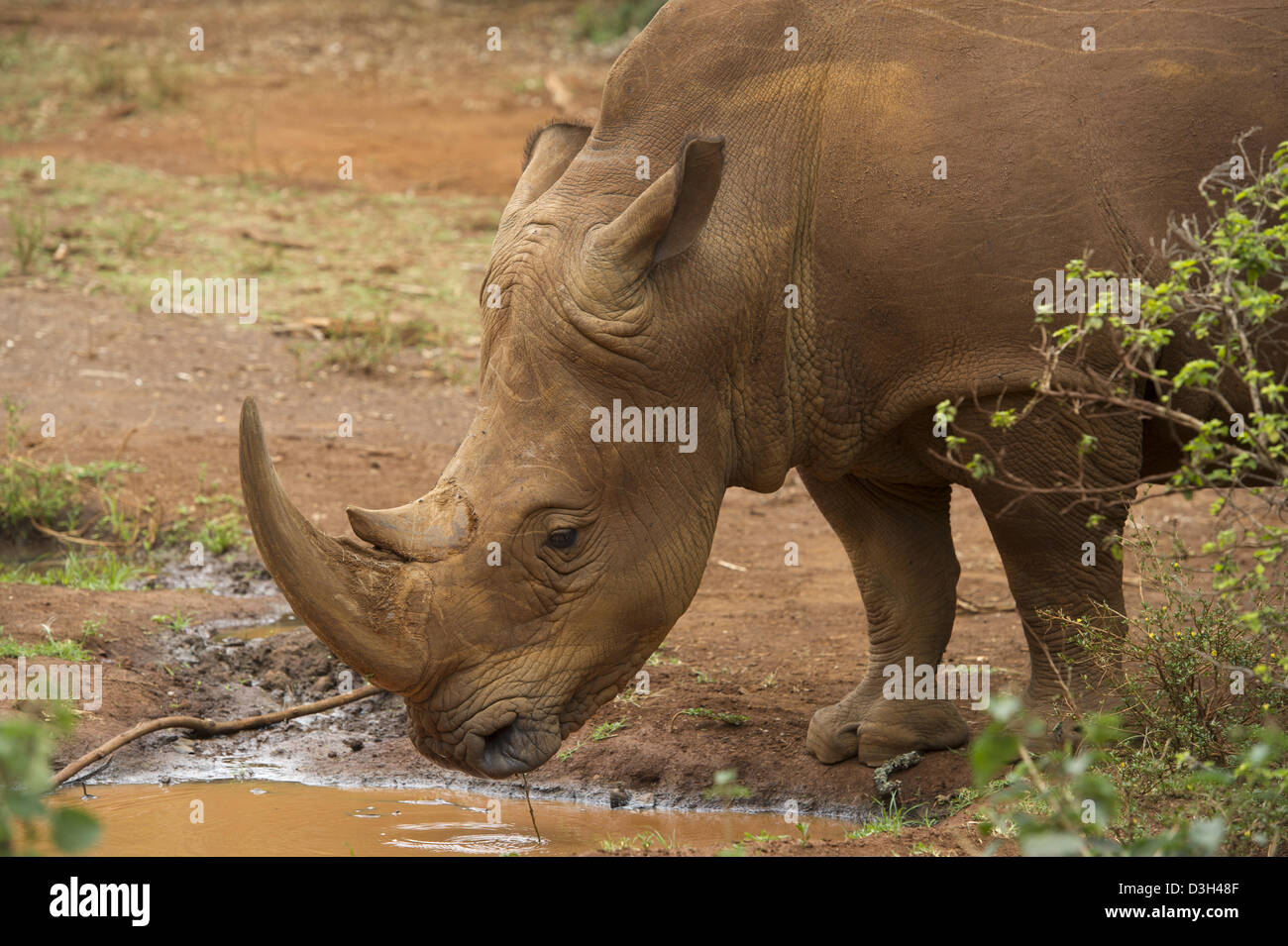 Le rhinocéros blanc (Ceratotherium simum), Nairobi Safari à pied, le Parc National de Nairobi, Nairobi, Kenya Banque D'Images