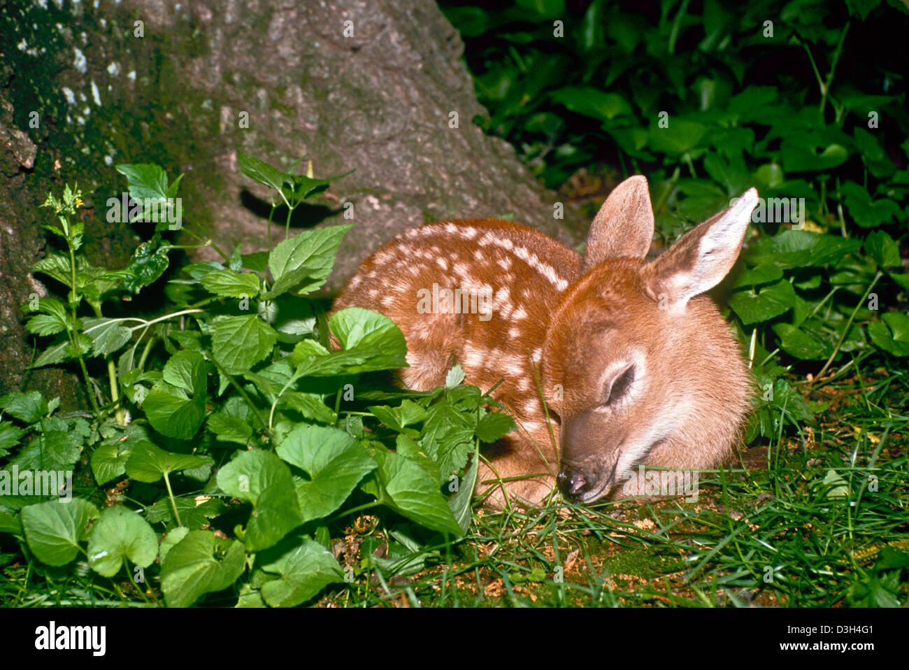 Faon cerf de Virginie (Odocoileus virginianus) à coucher à la base de l'arbre en jardin, Missouri, États-Unis Banque D'Images