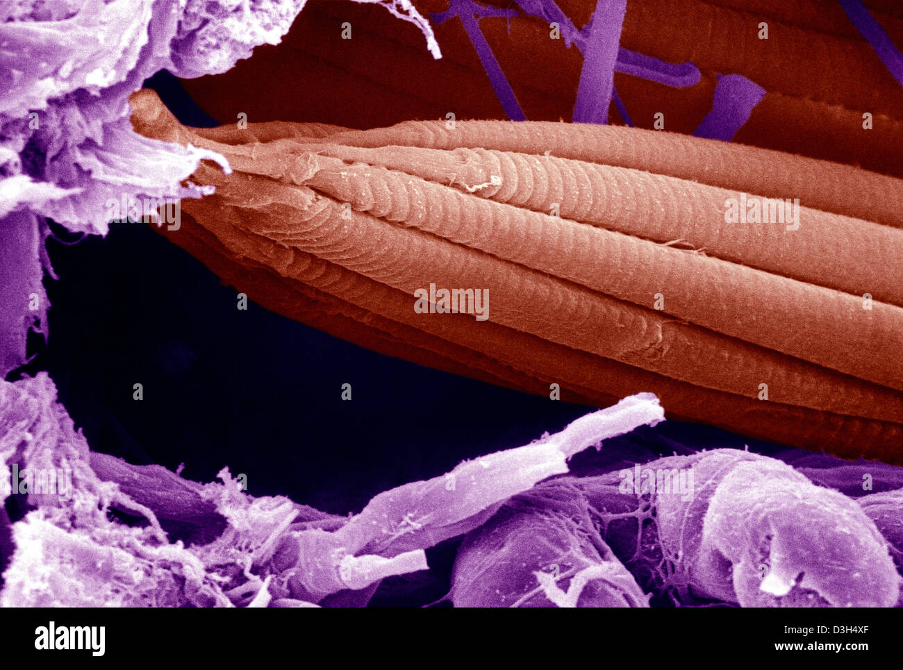 MUSCLE, SEM Banque D'Images