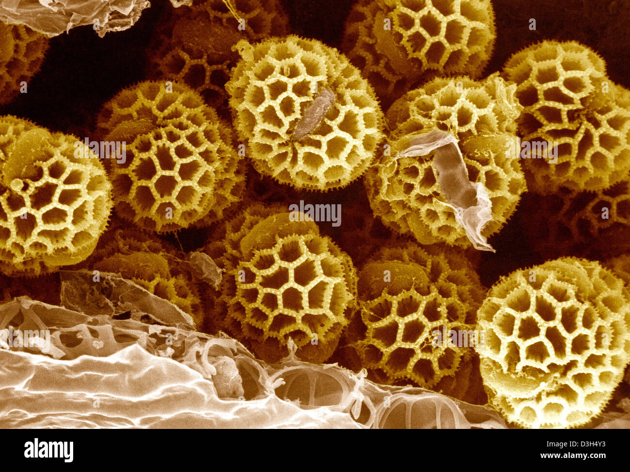 POLLEN Banque D'Images