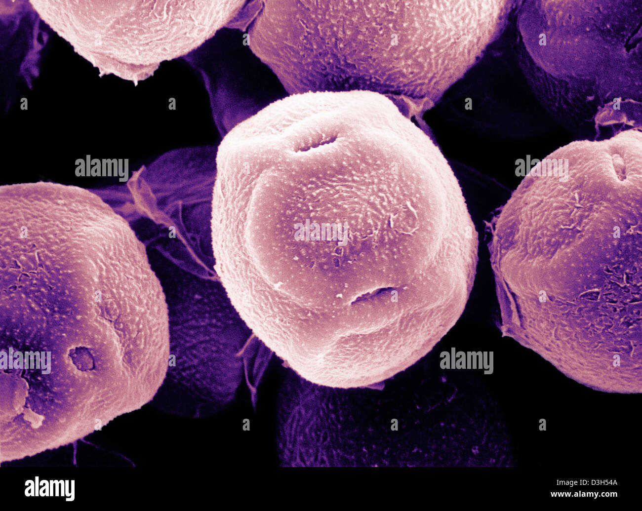 POLLEN D’AULNE Banque D'Images