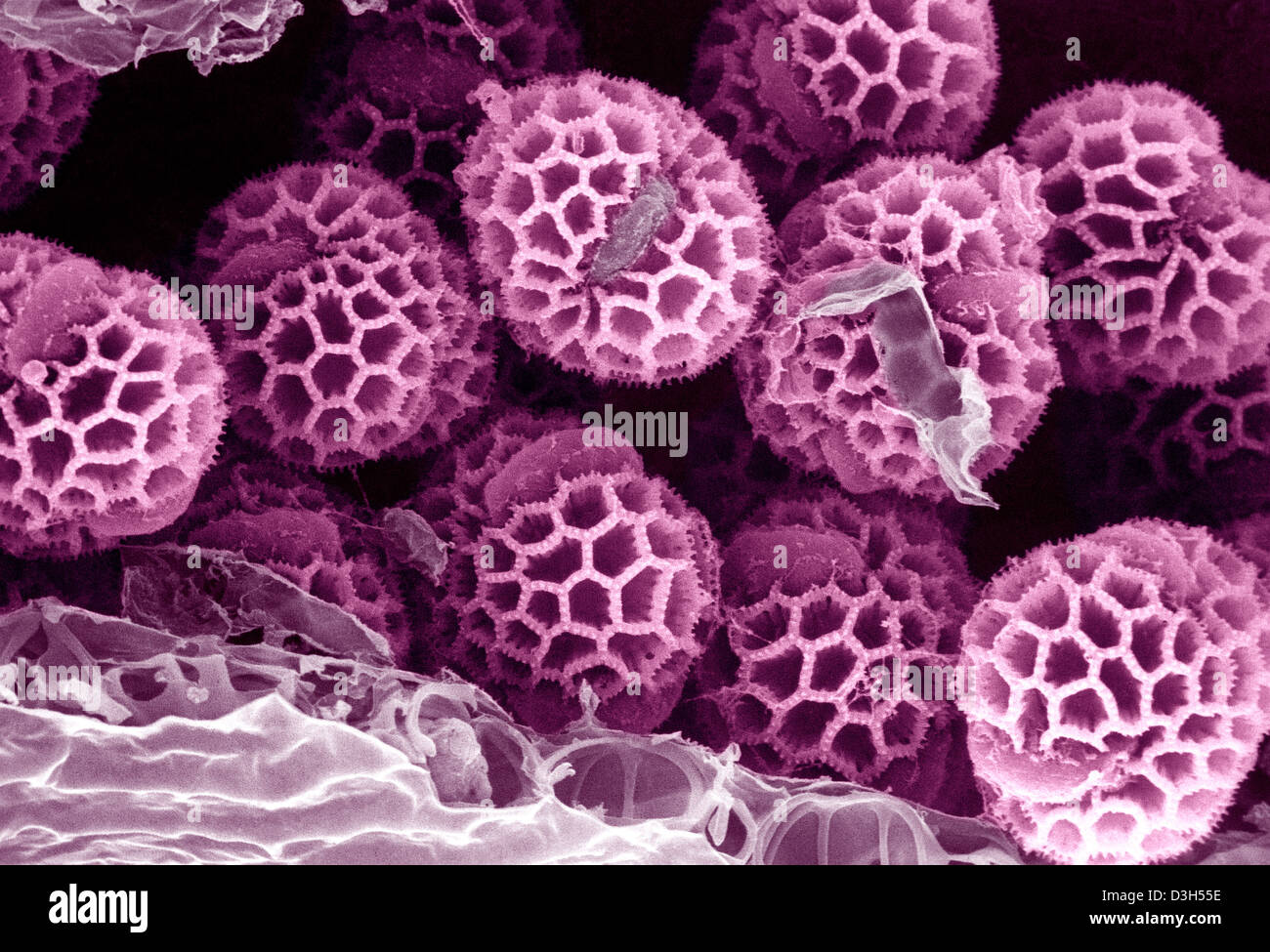 POLLEN Banque D'Images