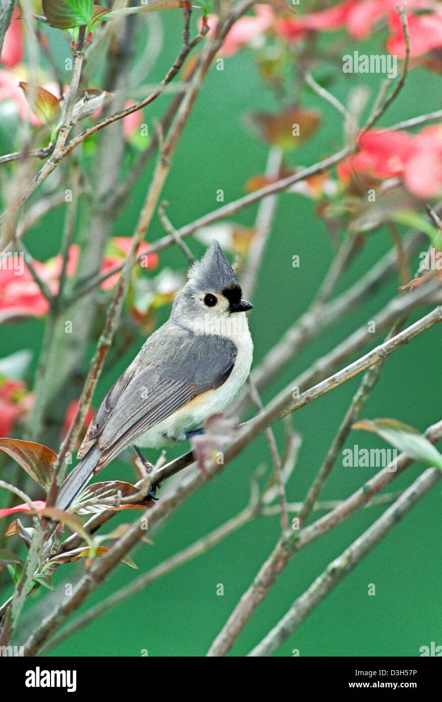 Mésange (Parus bicolor) perché dans blooming arbre rose de cornouiller, Missouri USA Banque D'Images