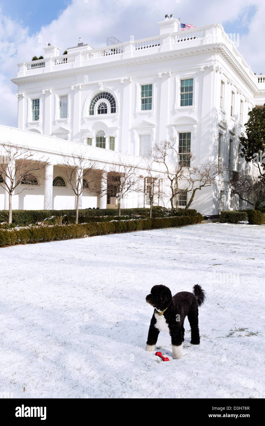 Bo le chien de la famille Obama, joue dans la neige dans la roseraie de la Maison Blanche le 24 janvier 2013 à Washington, DC. Banque D'Images