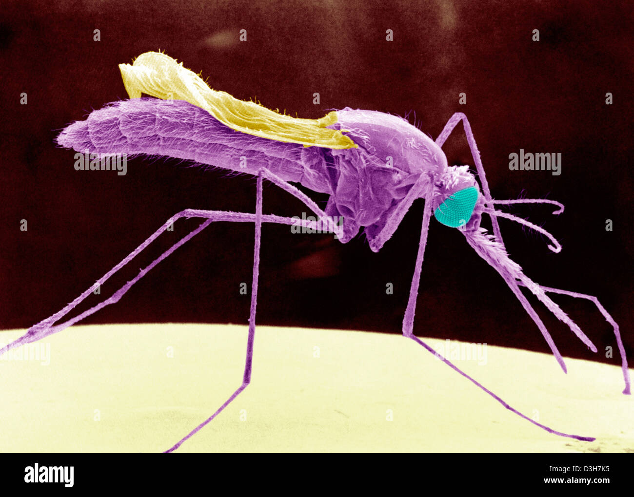 ANOPHELES STEPHENSI, SEM Banque D'Images