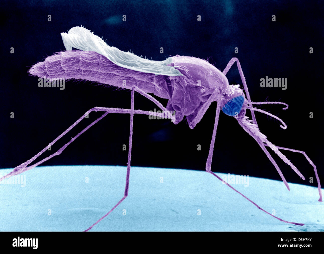 ANOPHELES STEPHENSI, SEM Banque D'Images