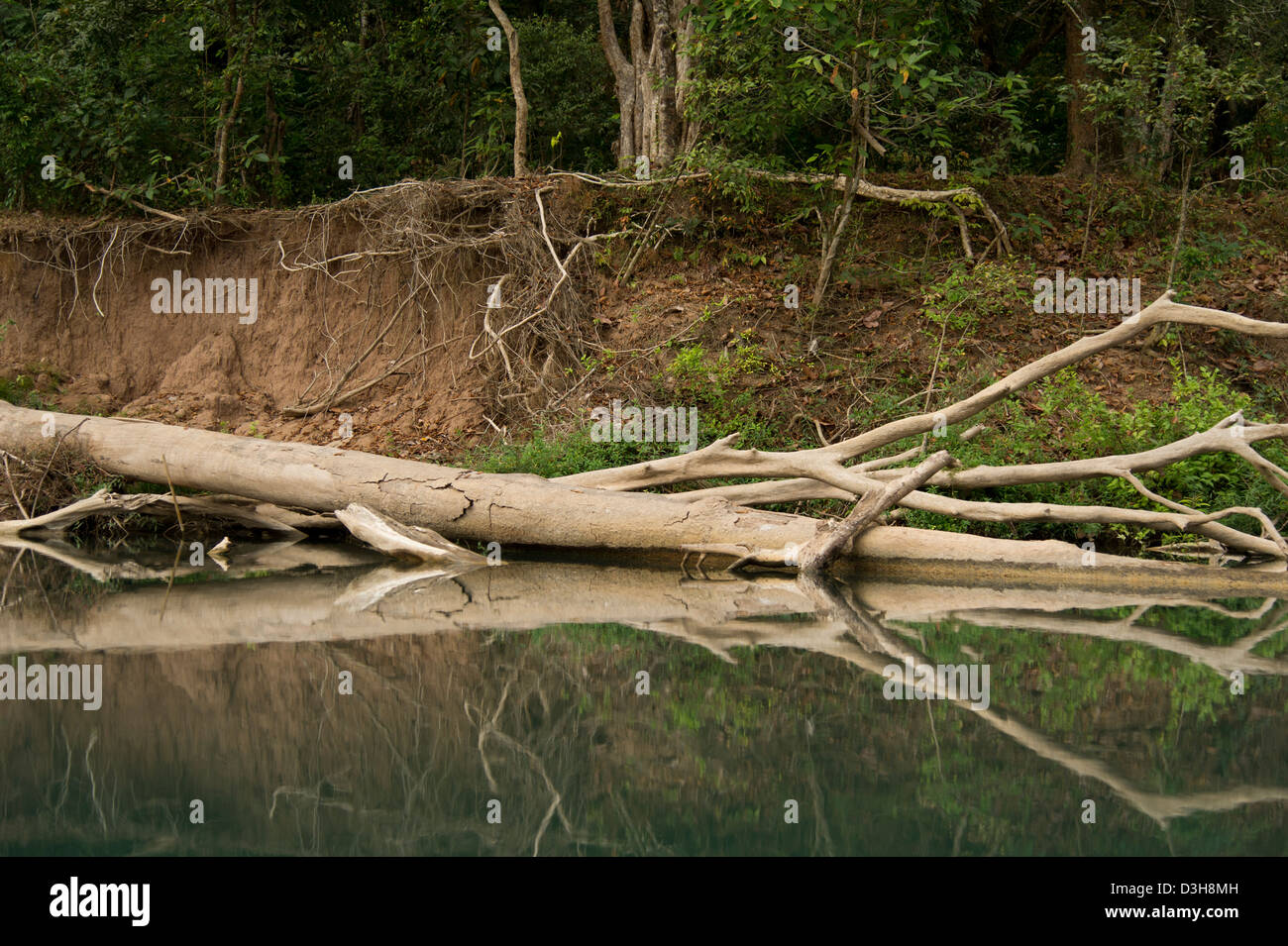 Un arbre tombé est reflétée dans le Nam Hin Boun, au centre du Laos Banque D'Images