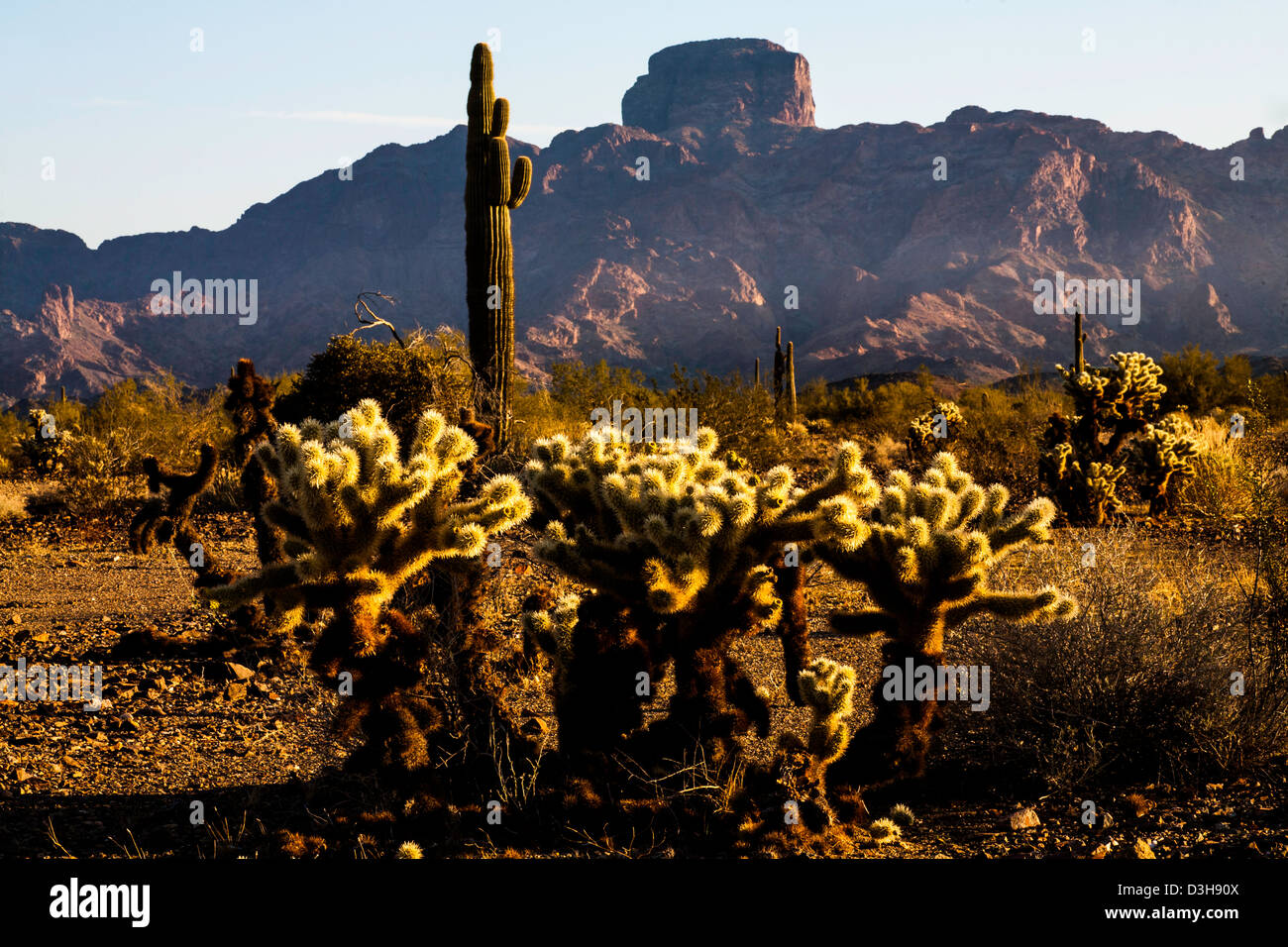 Castle Dome et saguaro cactus cholla et Banque D'Images