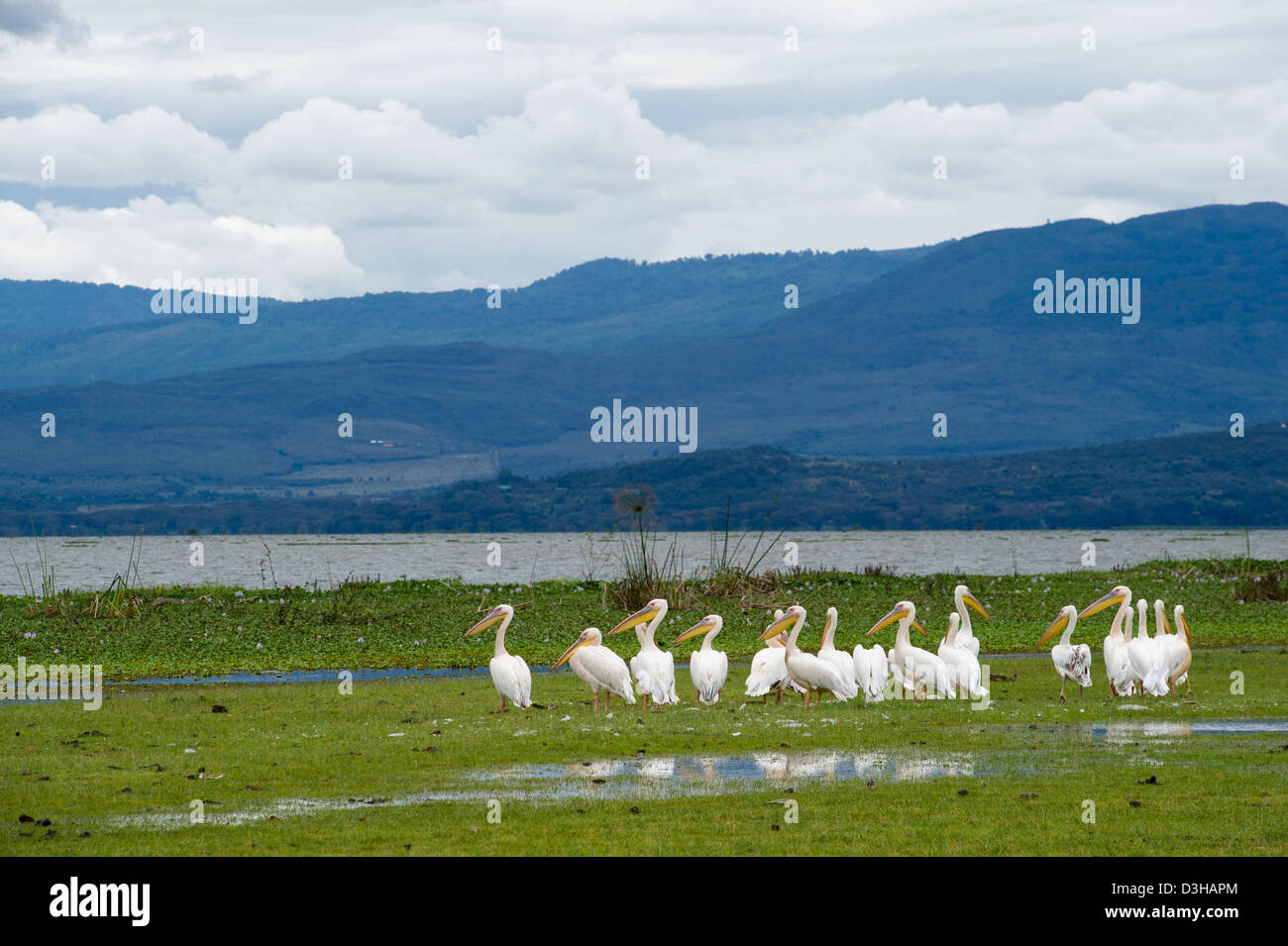 Le pélican blanc, grand Pelecanus onocrotalus, Crescent Island Sanctuary sur le lac Naivasha, Kenya Banque D'Images