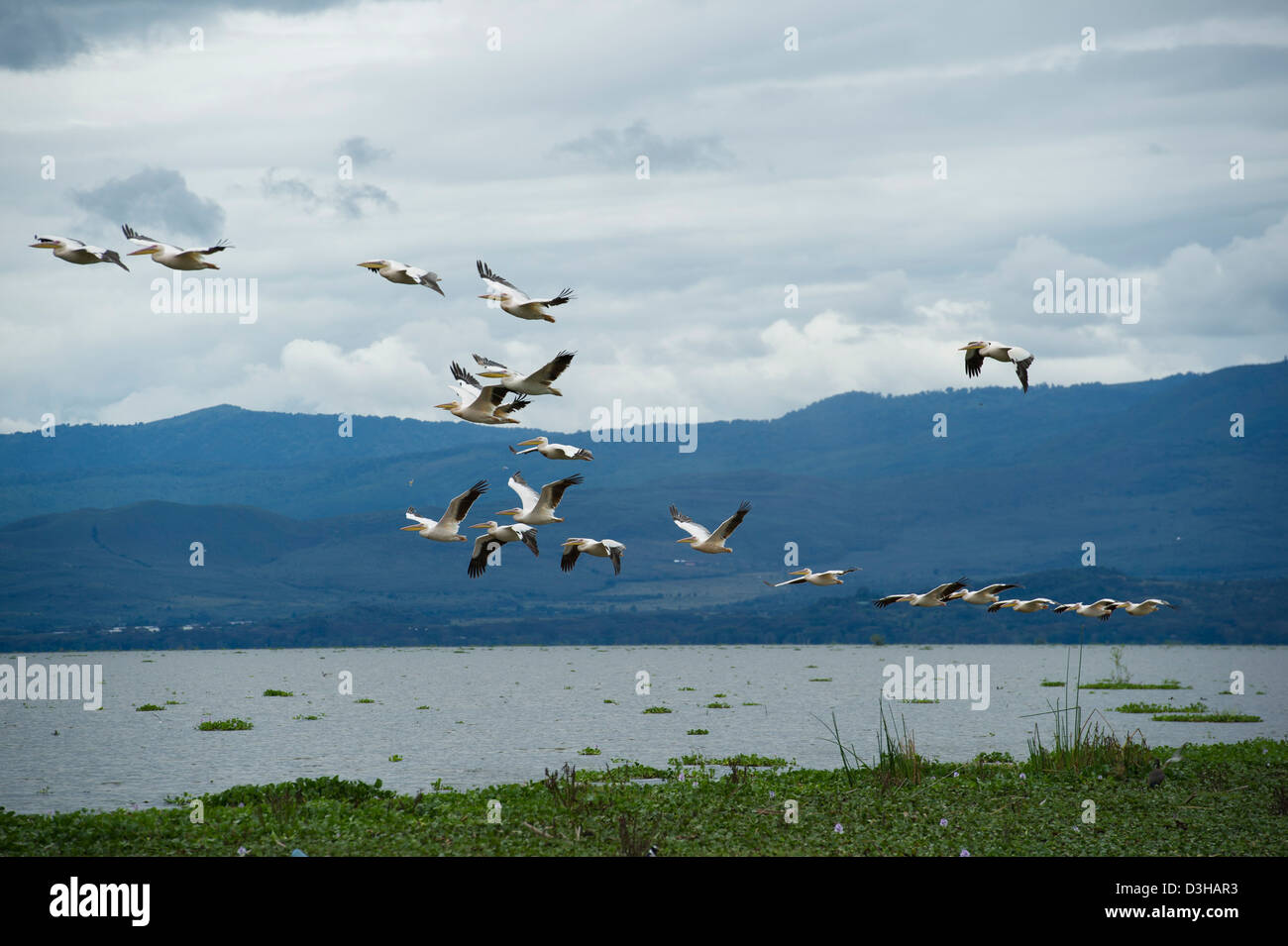 Le pélican blanc, grand Pelecanus onocrotalus, Crescent Island Sanctuary sur le lac Naivasha, Kenya Banque D'Images