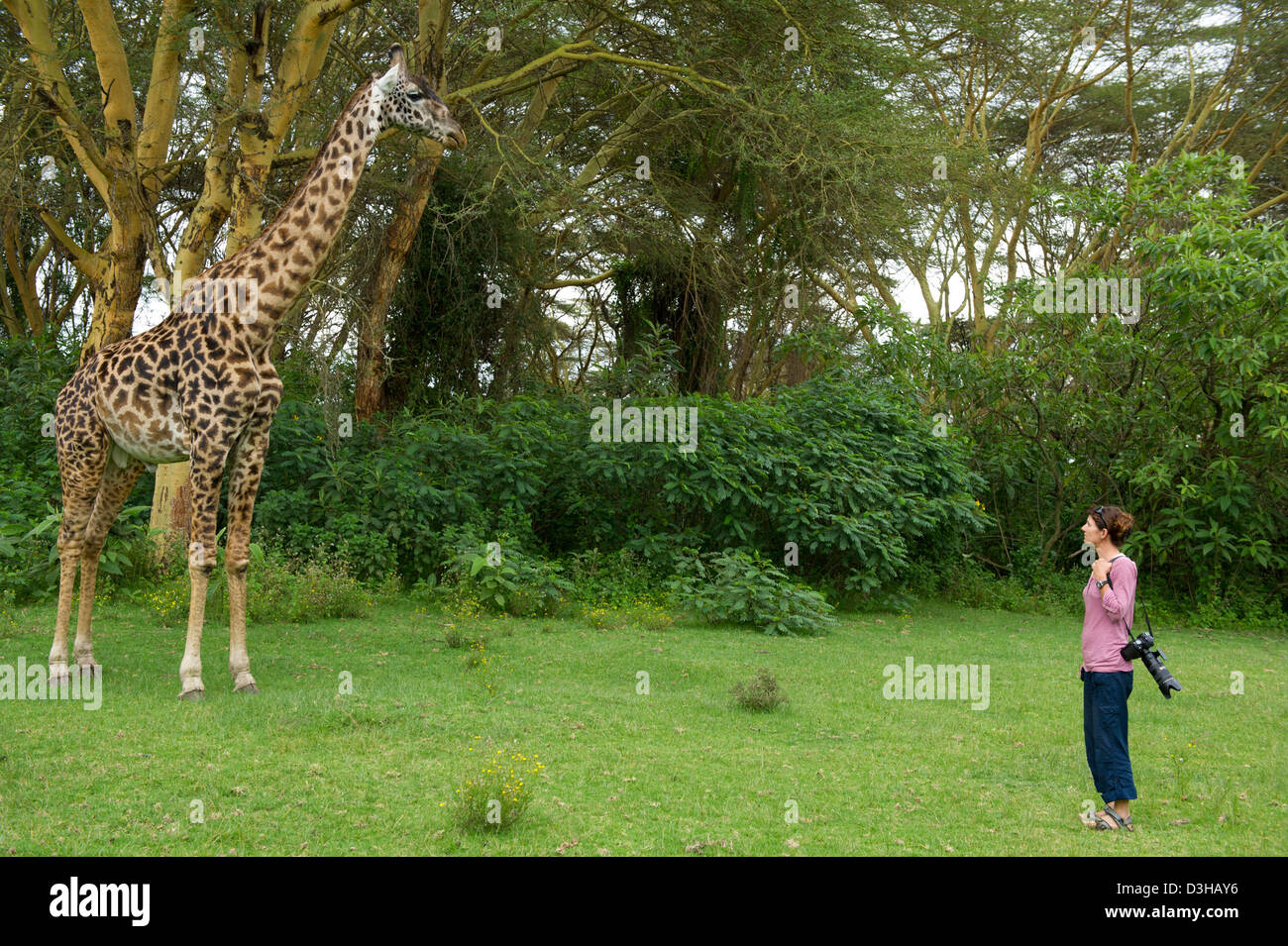 Girafe Masaï avec touristiques dans une forêt de la fièvre jaune, Crescent Island Sanctuary sur le lac Naivasha, Kenya Banque D'Images