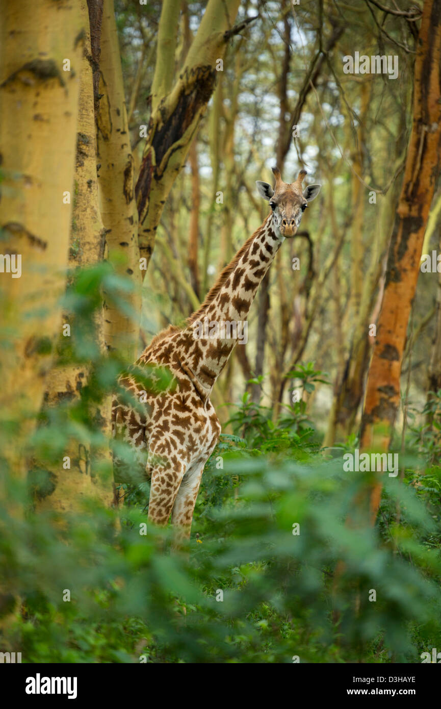 Girafe massaï dans une forêt de la fièvre jaune, Crescent Island Sanctuary sur le lac Naivasha, Kenya Banque D'Images
