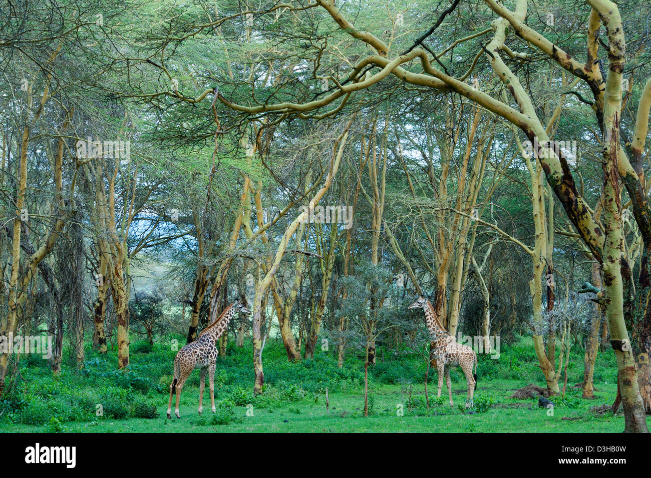 Girafe massaï dans une forêt de la fièvre jaune, Crescent Island Sanctuary sur le lac Naivasha, Kenya Banque D'Images