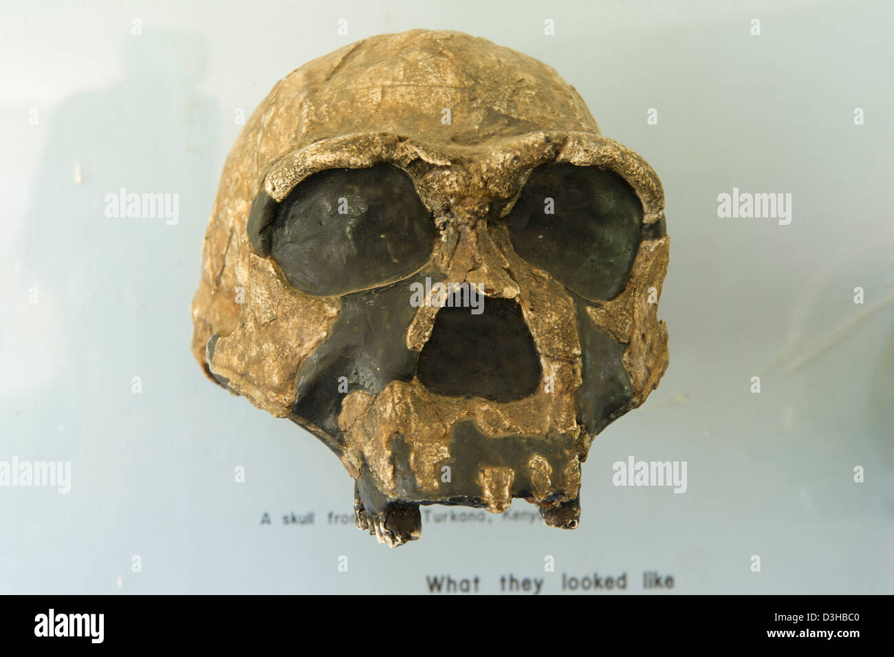 Crâne d'homo erectus au musée de Kariandusi, Kenya Banque D'Images
