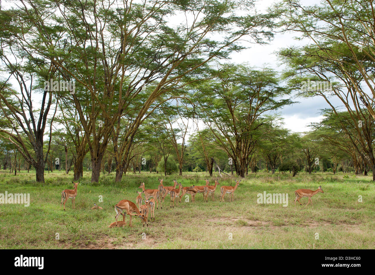 Impala (Aepyceros melampus) entre les arbres de la fièvre jaune, Parc national du lac Nakuru, Kenya Banque D'Images