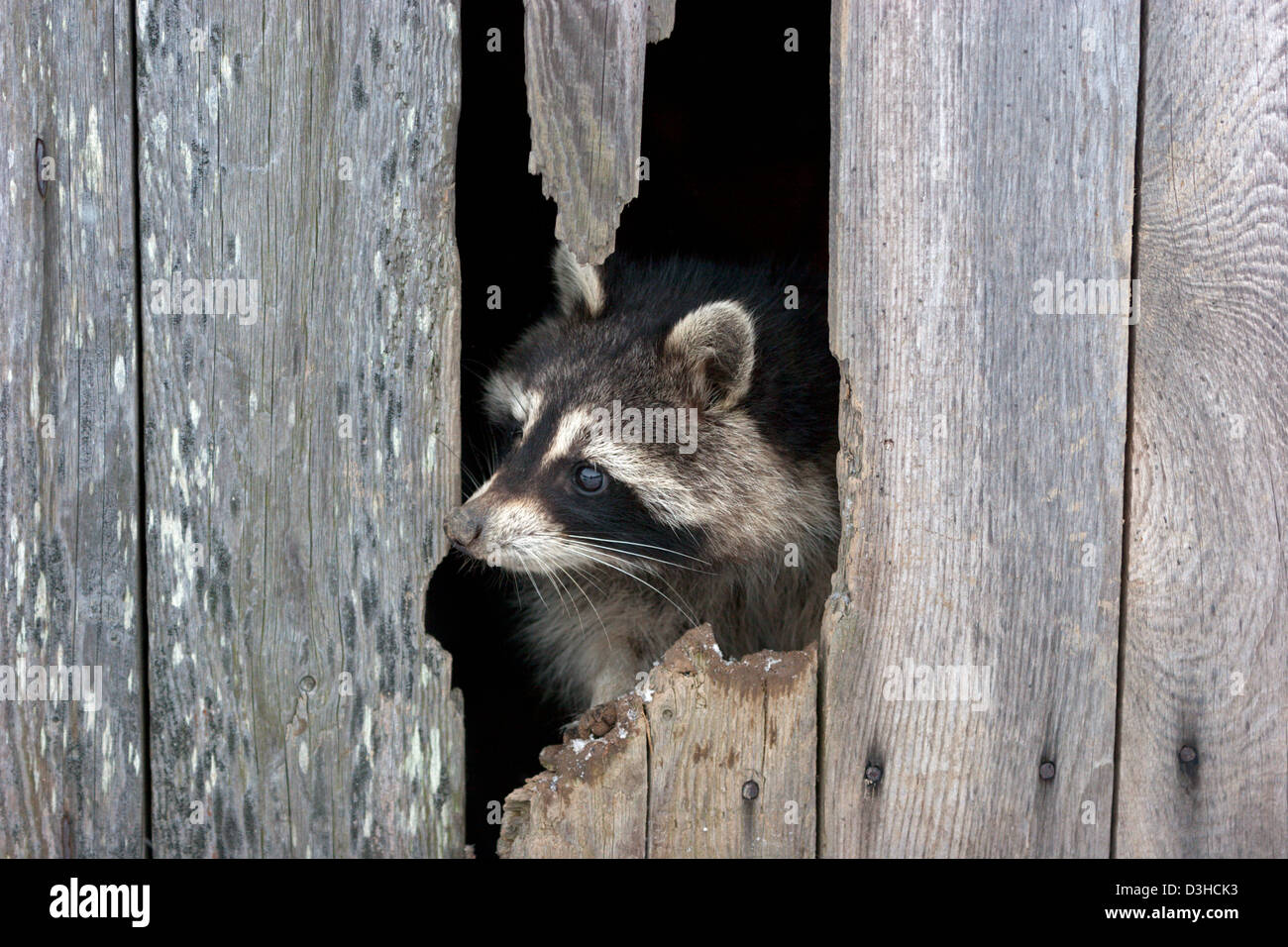 Le raton laveur à la porte de l'habitacle de mammifère curieux mignon Banque D'Images