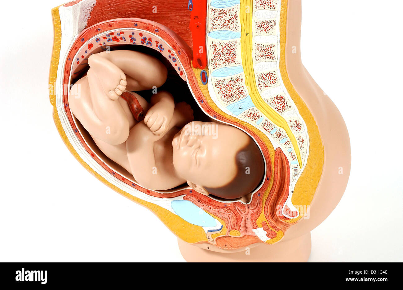 Anatomie DU FOETUS Banque D'Images