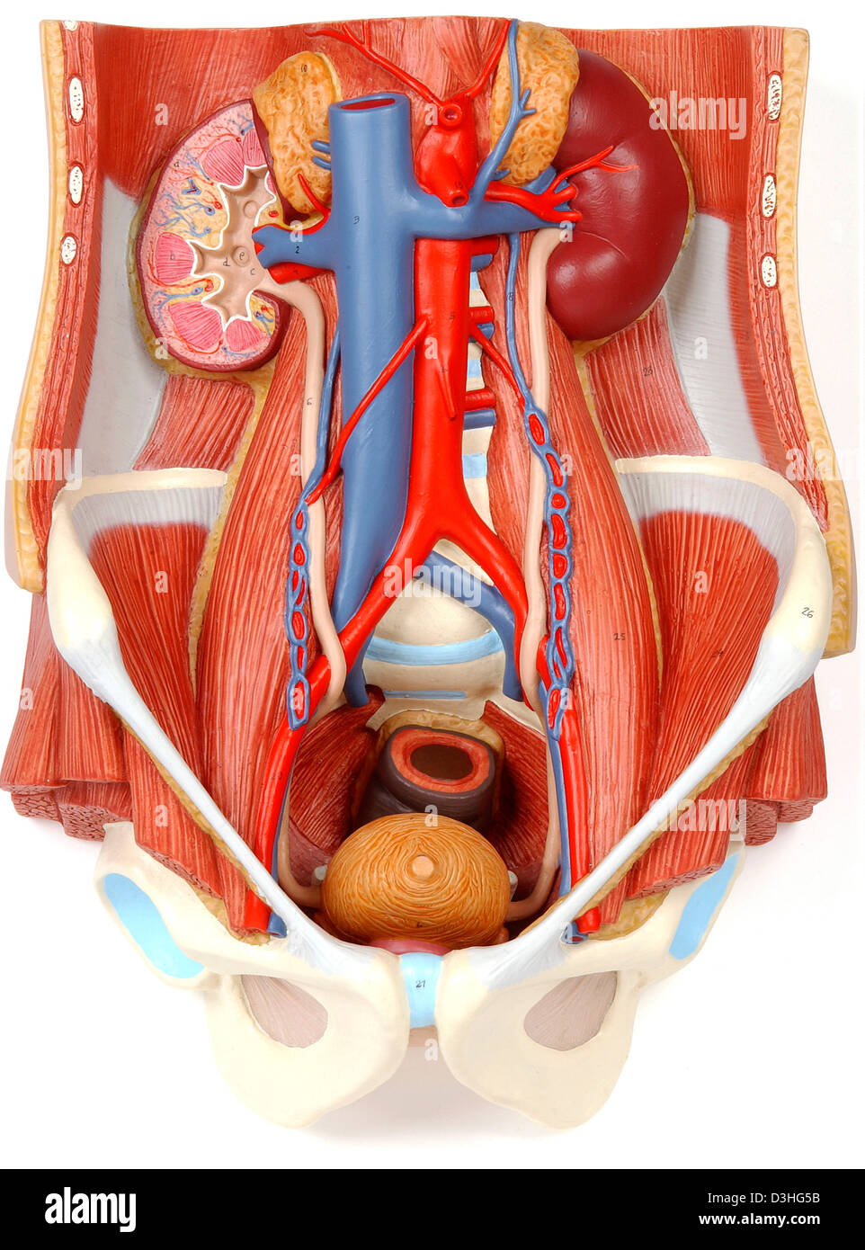 Anatomie DES VOIES Banque D'Images