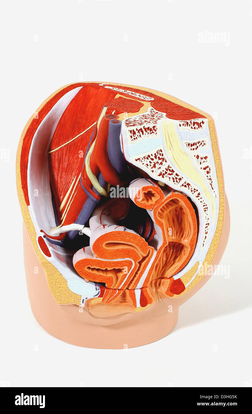 Anatomie, ORGANES GÉNITAUX FÉMININS Photo Stock Alamy — free download