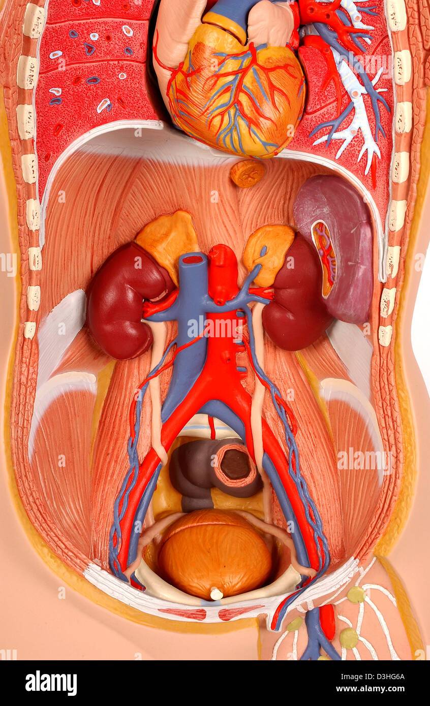 Anatomie DES VOIES Banque D'Images