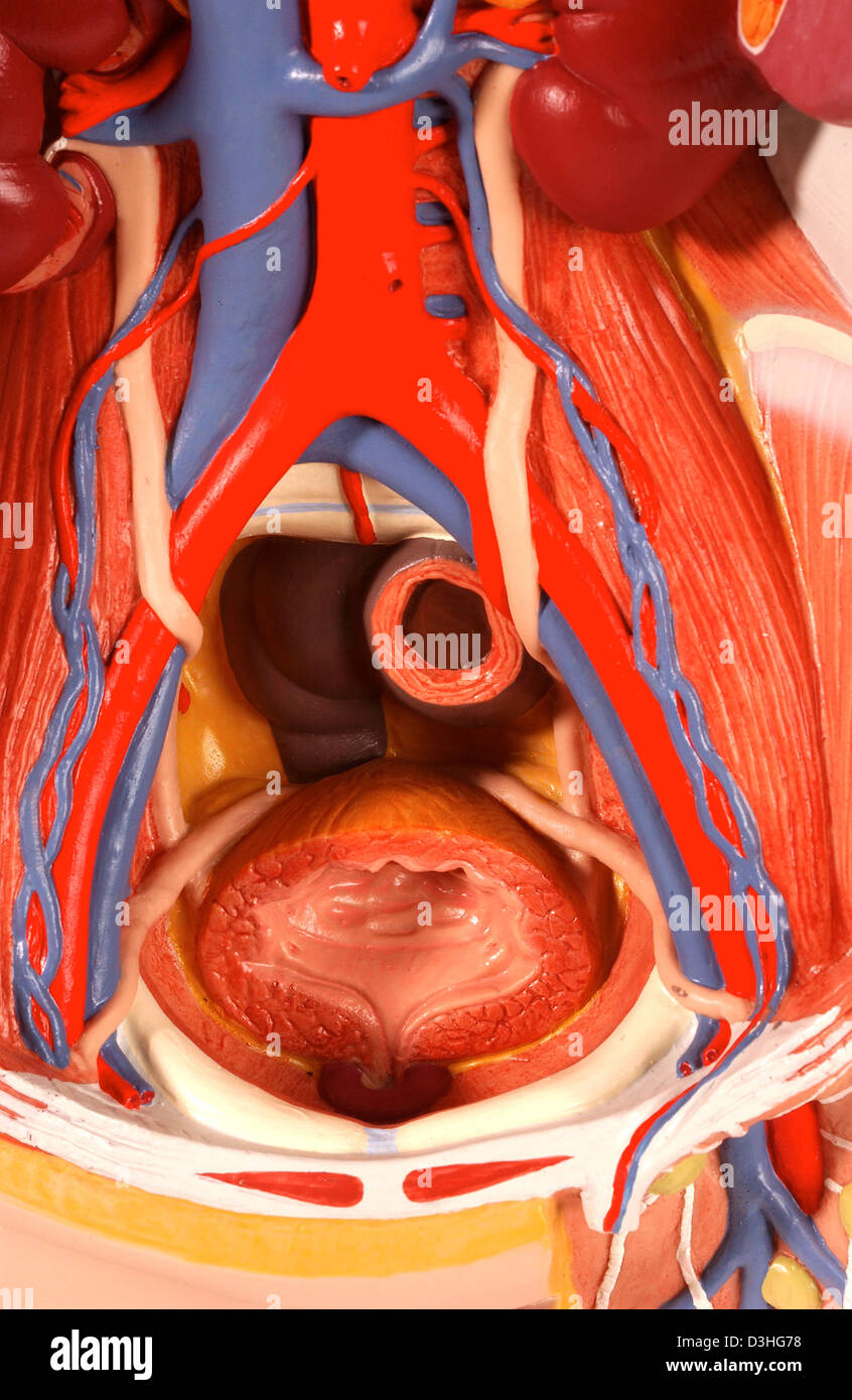 ANATOMIE, BASSIN Banque D'Images