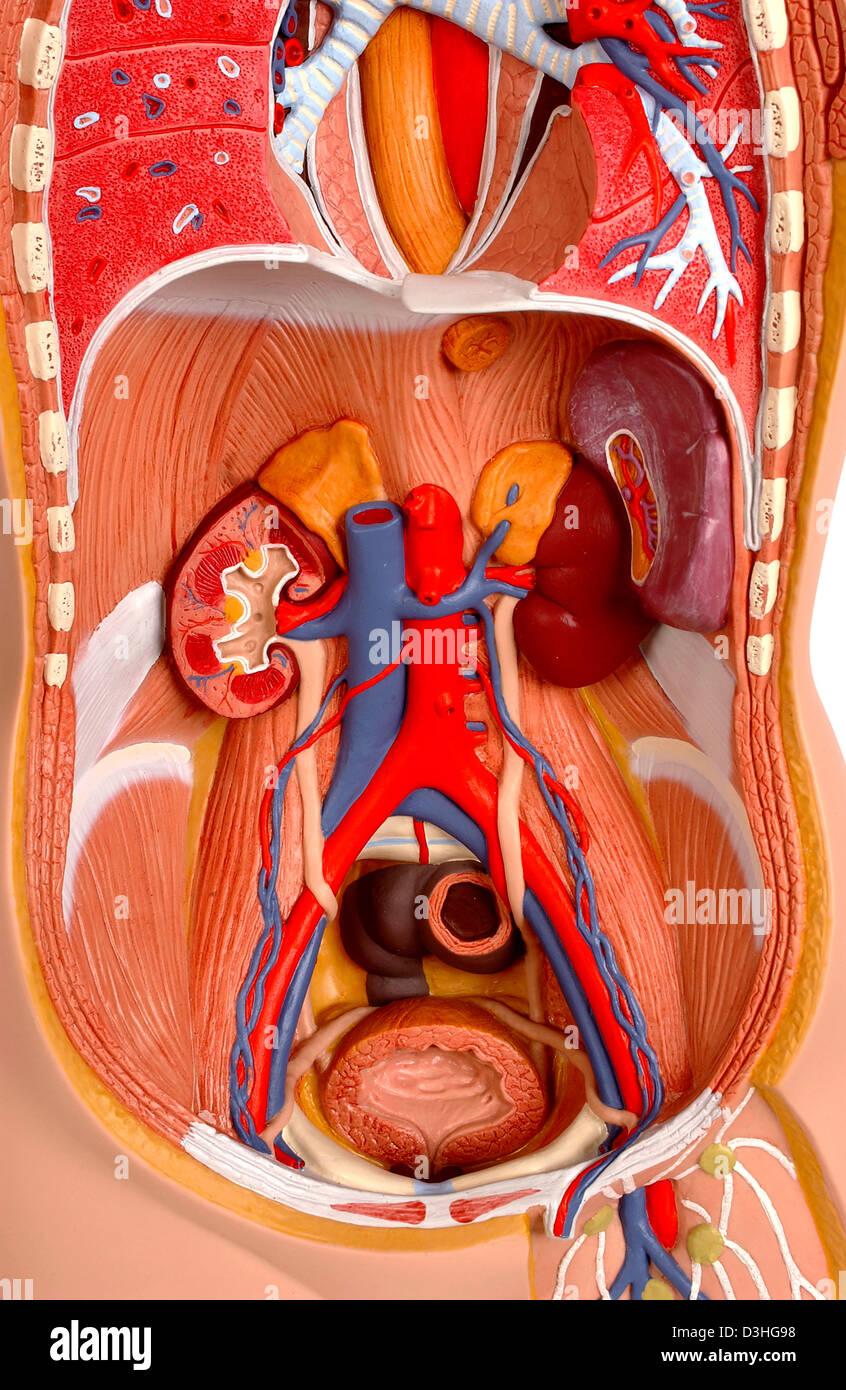Anatomie DES VOIES Banque D'Images