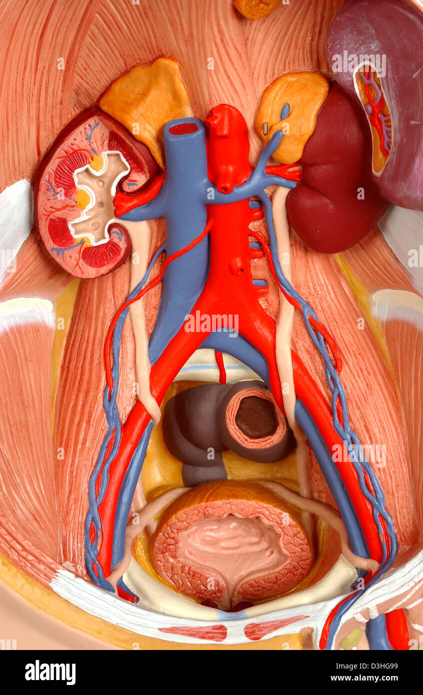 Anatomie DES VOIES Banque D'Images