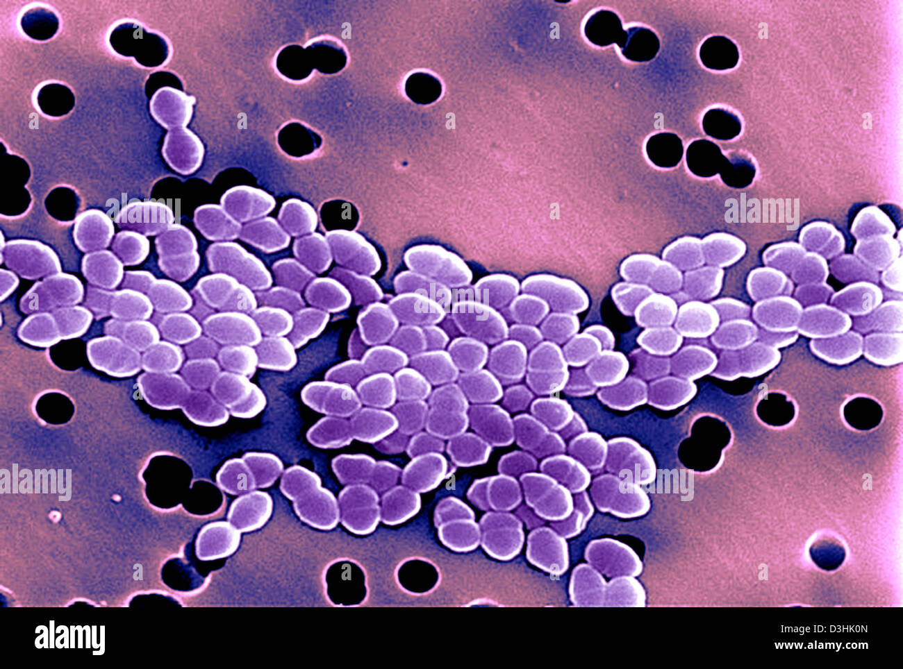 ENTEROCOCCUS, SEM Banque D'Images
