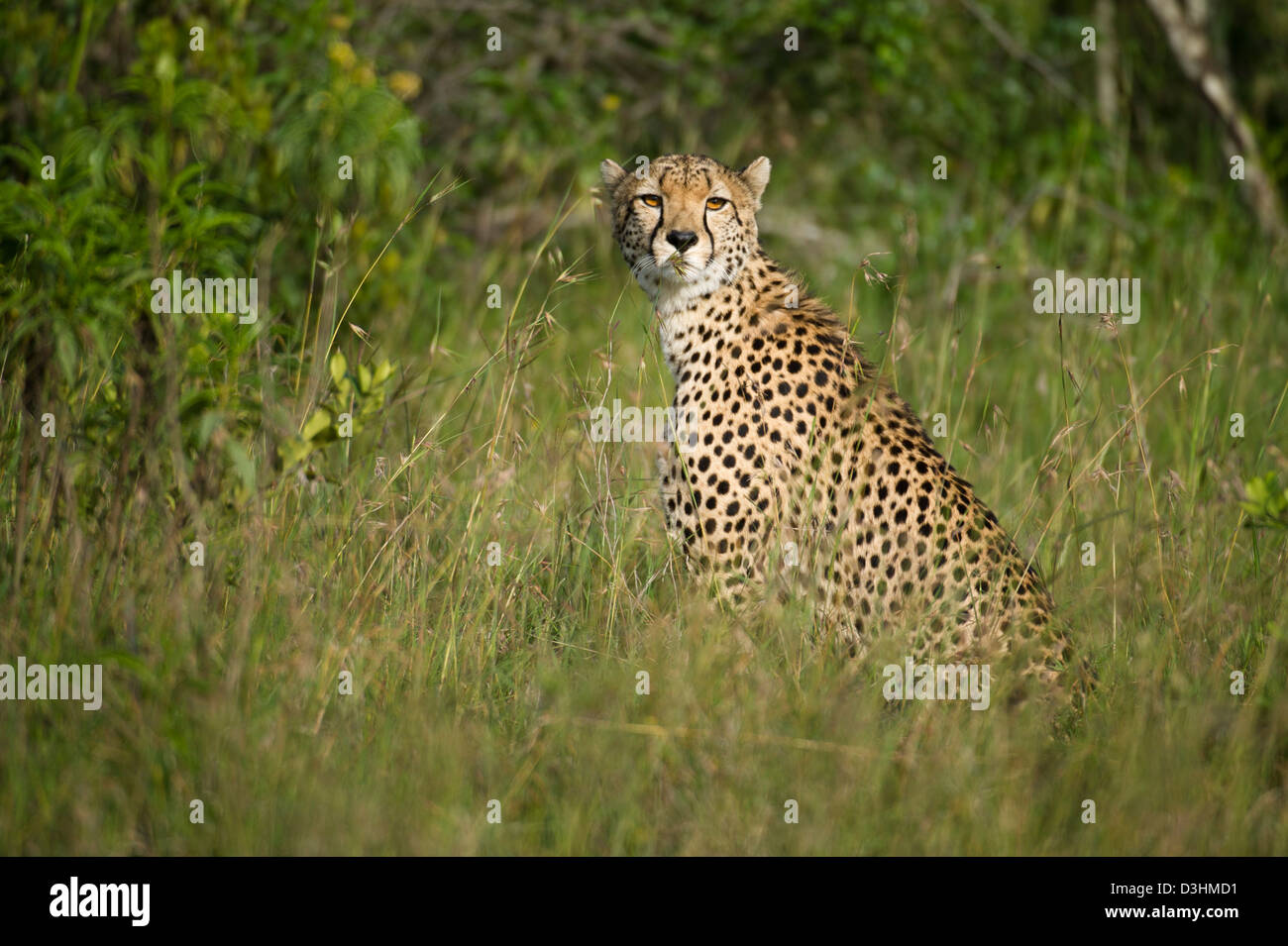 Le Guépard (Acinonyx jubatus), Ol Pejeta Wildlife Conservancy, Laikipia, Kenya Banque D'Images Le Guépard (Acinonyx jubatus), Ol Pejeta Wildlife Conservancy, Laikipia, Kenya Banque D'Images