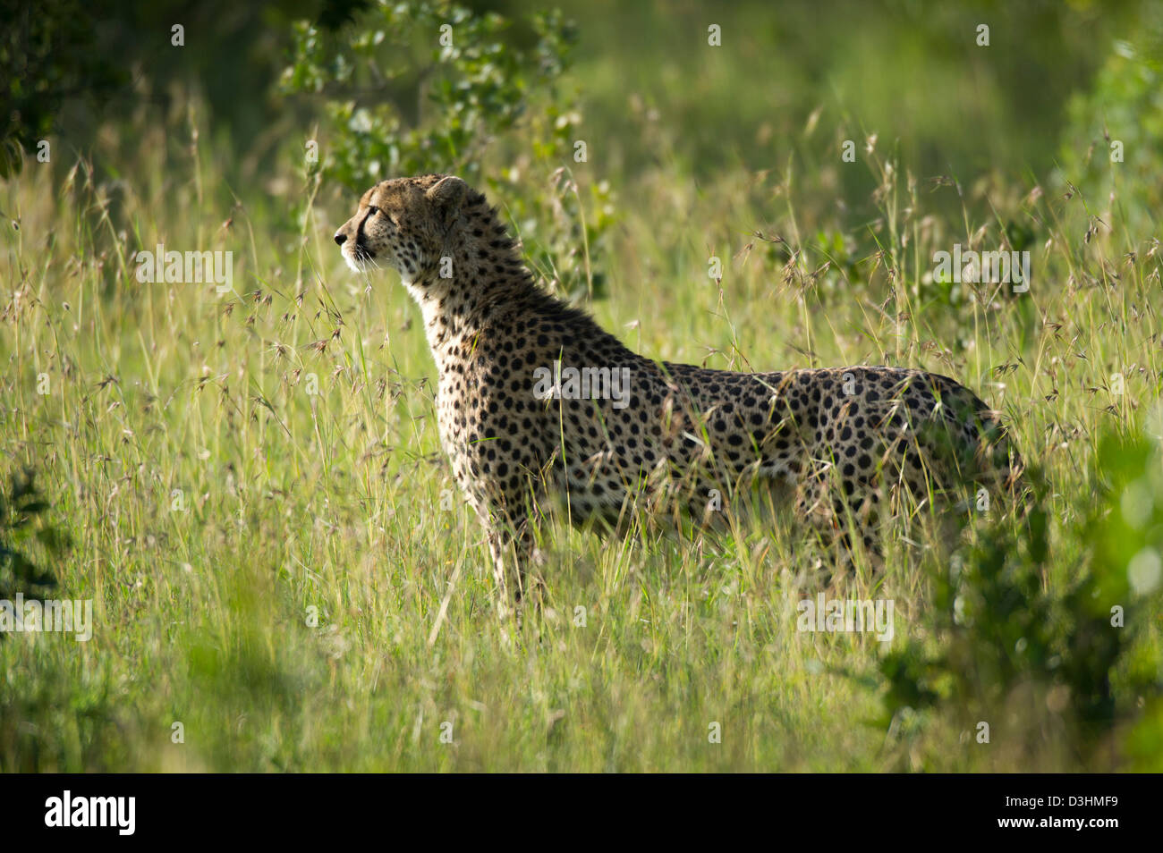 Le Guépard (Acinonyx jubatus), Ol Pejeta Wildlife Conservancy, Laikipia, Kenya Banque D'Images Le Guépard (Acinonyx jubatus), Ol Pejeta Wildlife Conservancy, Laikipia, Kenya Banque D'Images