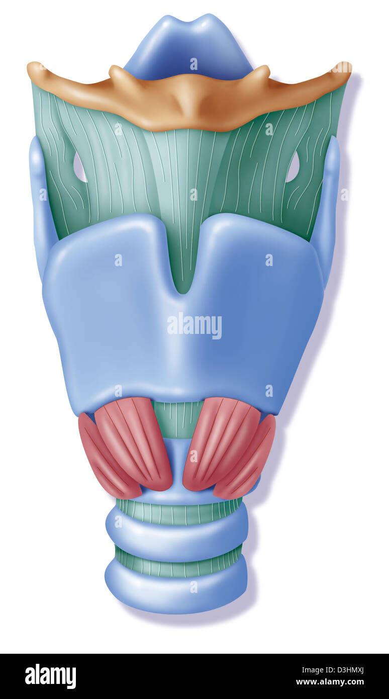 LARYNX, DESSIN Banque D'Images