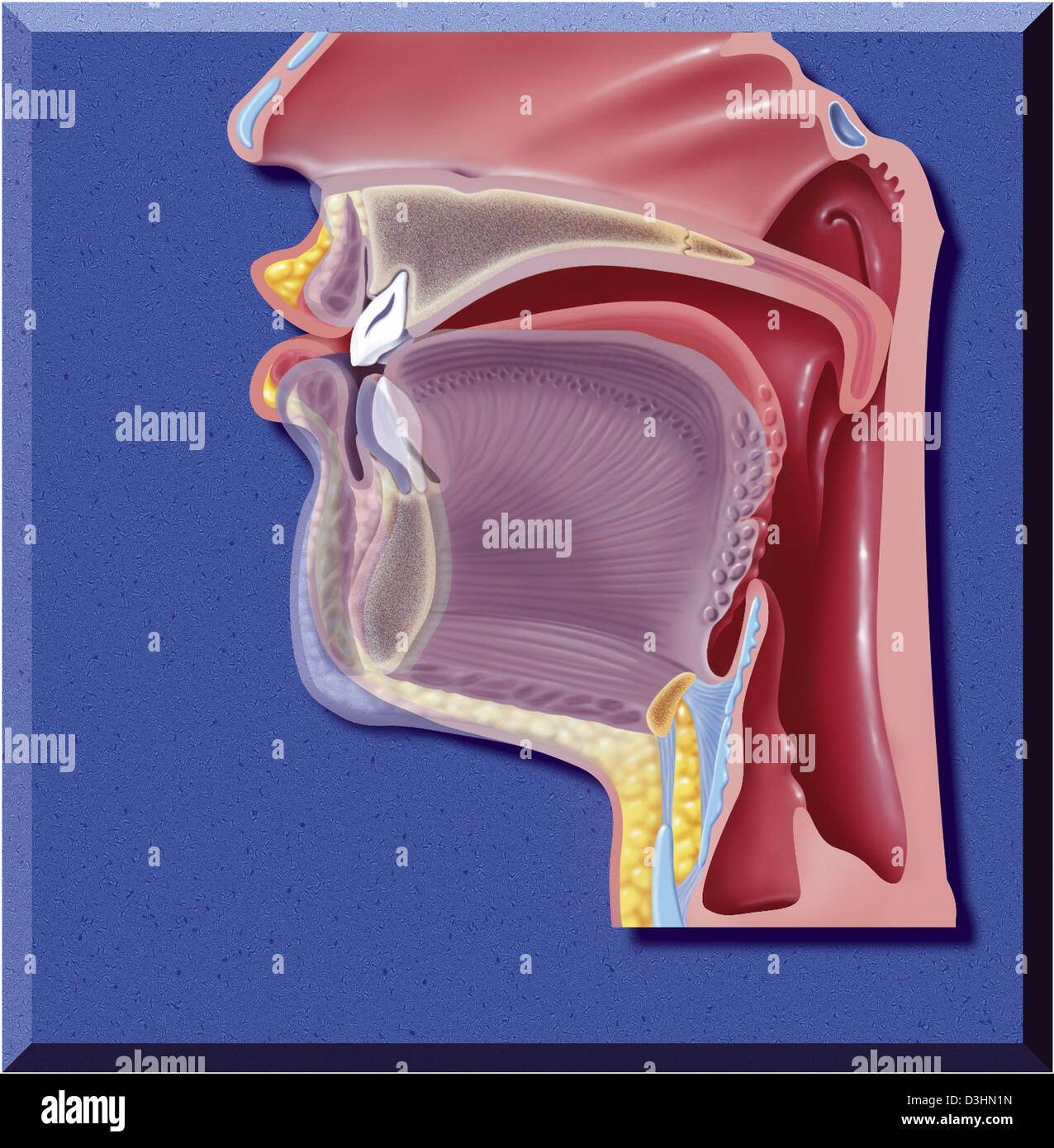 La phonation, dessin Banque D'Images