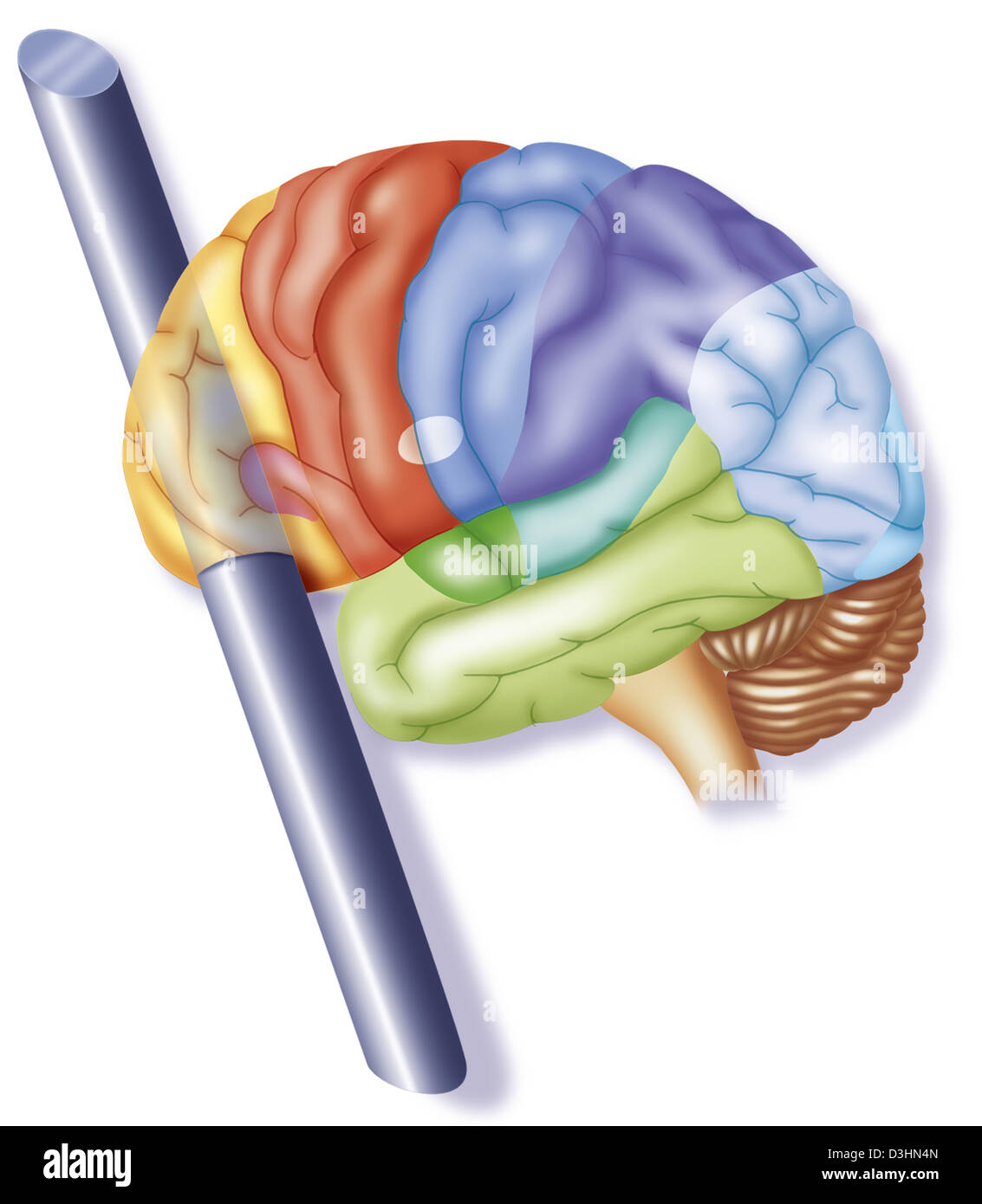 CERVEAU, DESSIN Banque D'Images