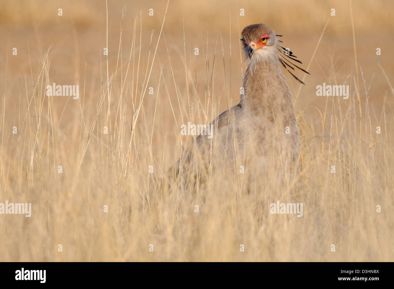 Oiseau (secrétaire), Sagittaire serpentarius en haute herbes, Kgalagadi Transfrontier Park, Northern Cape, Afrique du Sud, l'Afrique Banque D'Images