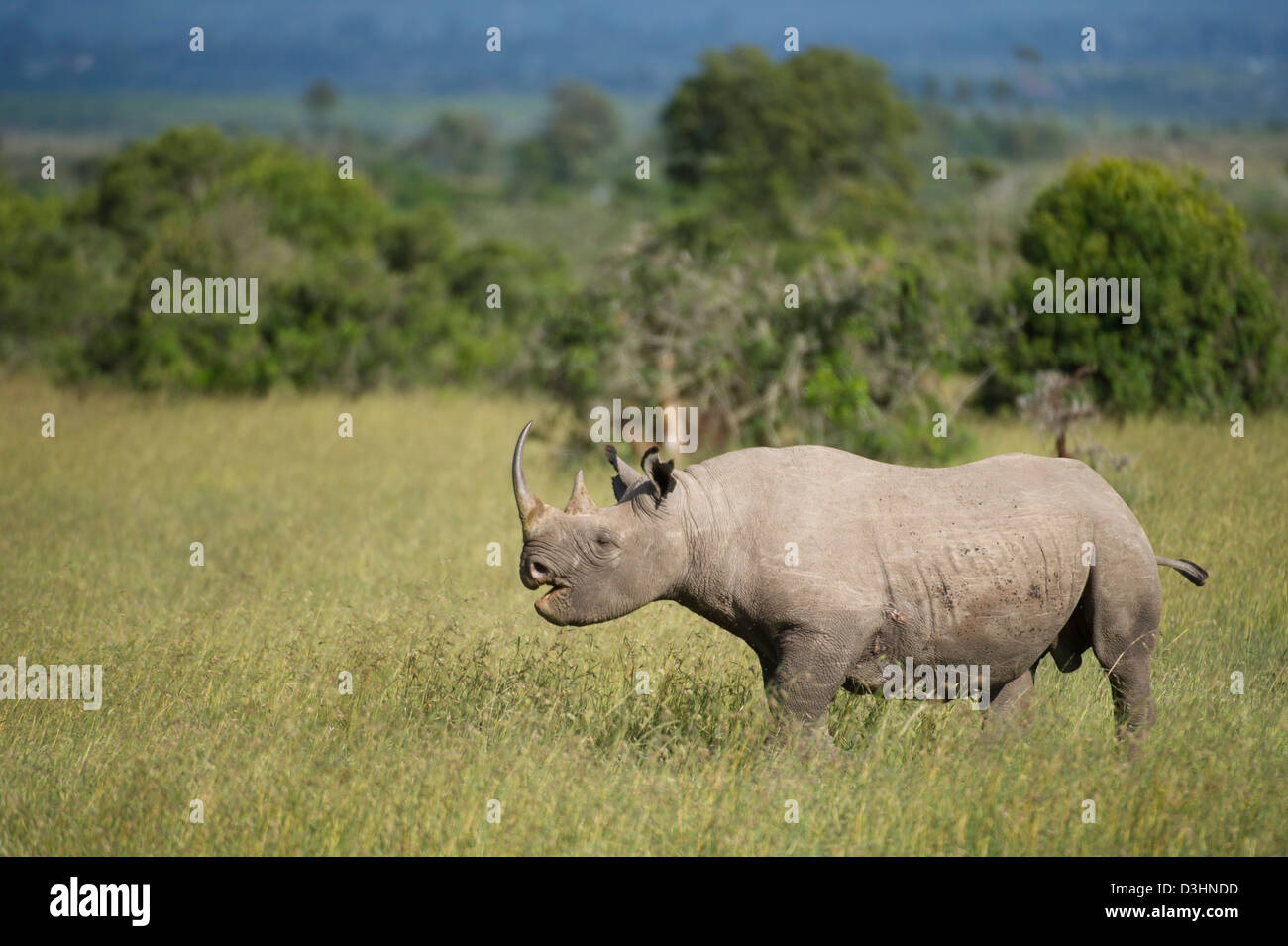 Le rhinocéros noir (Diceros bicornis), Ol Pejeta Wildlife Conservancy, Laikipia, Kenya Banque D'Images