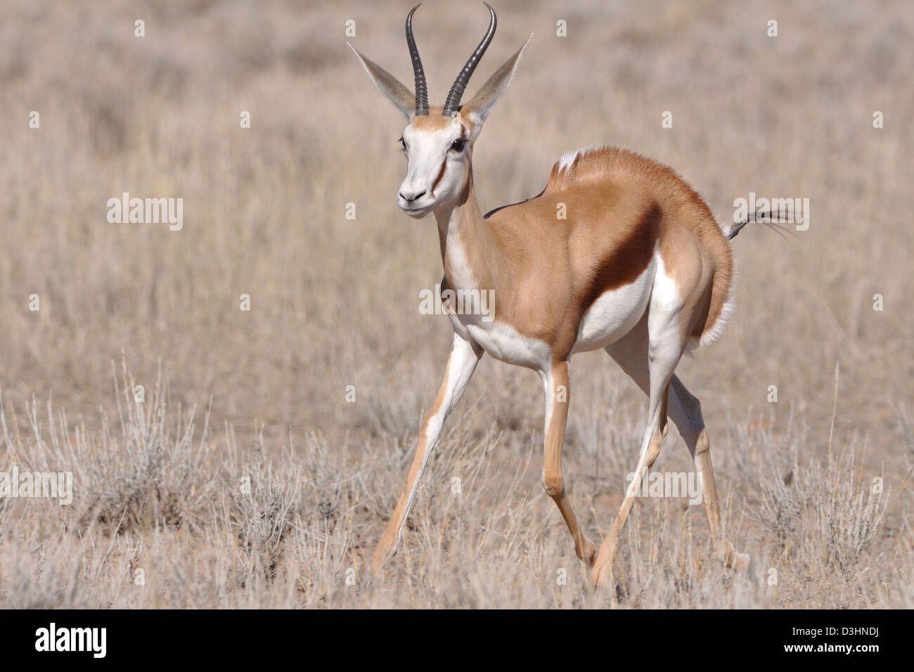 Le Springbok (Antidorcas marsupialis), tournant dans la prairie sèche, Kgalagadi Transfrontier Park, Northern Cape, Afrique du Sud, l'Afrique Banque D'Images