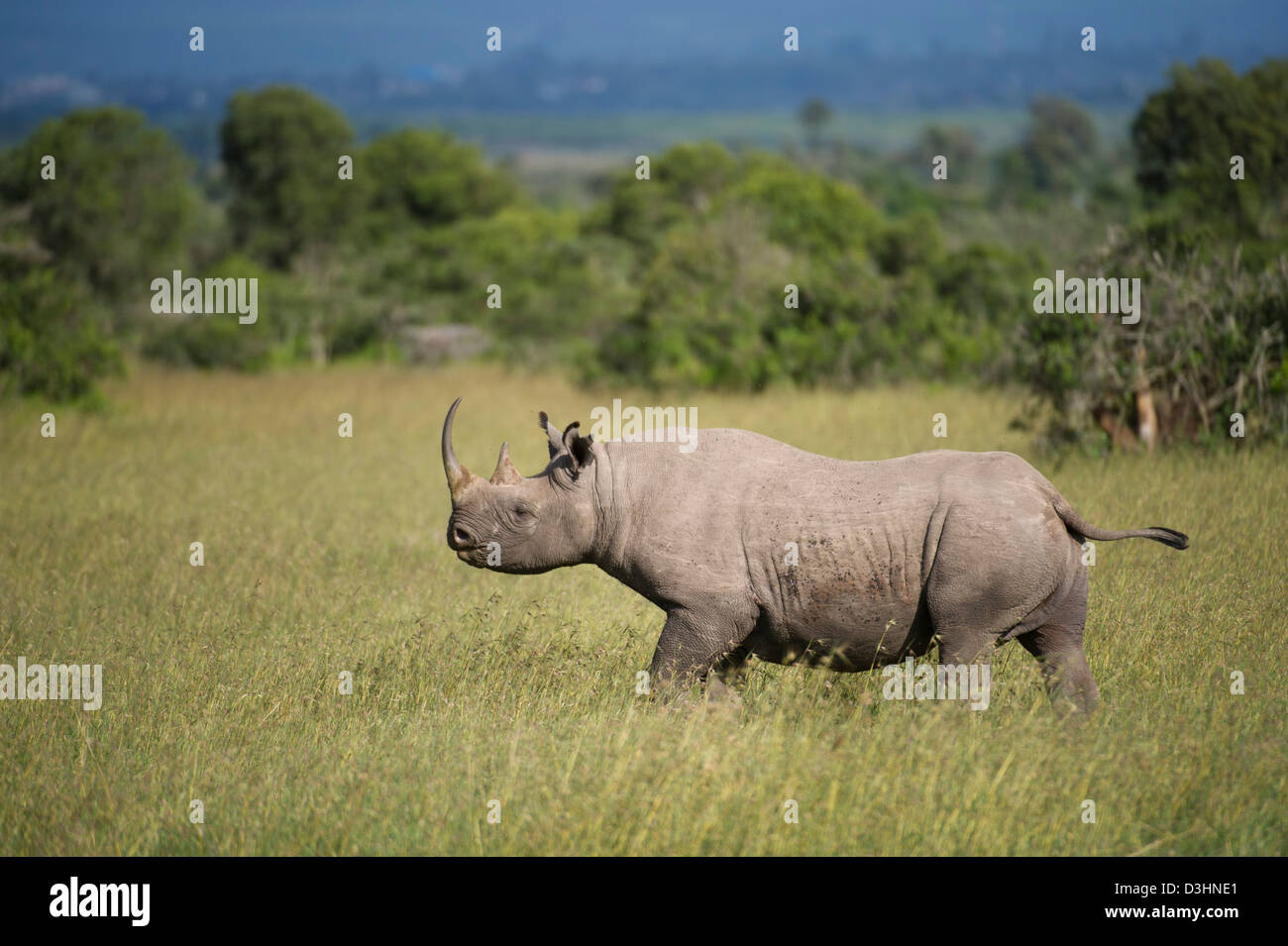 Le rhinocéros noir (Diceros bicornis), Ol Pejeta Wildlife Conservancy, Laikipia, Kenya Banque D'Images Le rhinocéros noir (Diceros bicornis), Ol Pejeta Wildlife Conservancy, Laikipia, Kenya Banque D'Images
